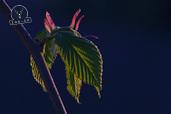 20120506_DIMG7328_802x534.jpg